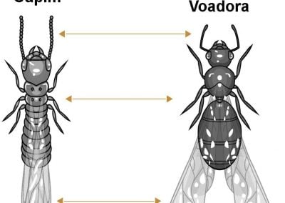 Como diferenciar cupins de formigas voadoras?