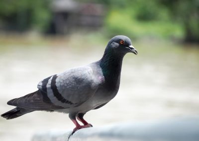 Fique atento com doenças transmitidas por pombos