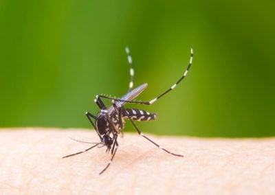 Boas notícias em relação ao Zika vírus