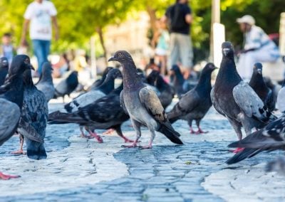 Saiba o que são pragas urbanas e por que ficar atentos com elas