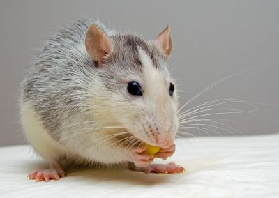 eating-mouse-rat-51340