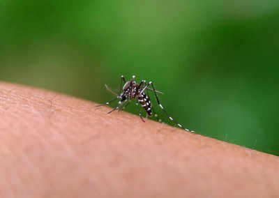 casos-de-dengue-sao-elevados-nos-periodos-de-chuva-quais-cuidados-sao-essenciais