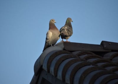 two-pigeons-perched-on-a-roof-2023-07-05-21-23-59-utc